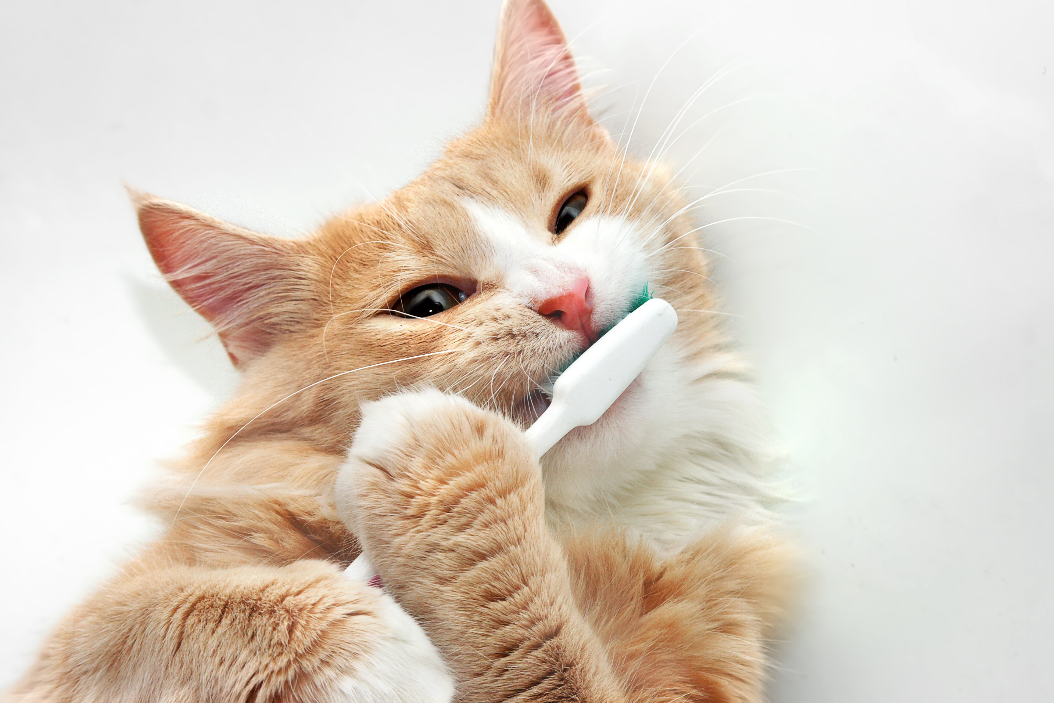 pet Teeth Cleaning